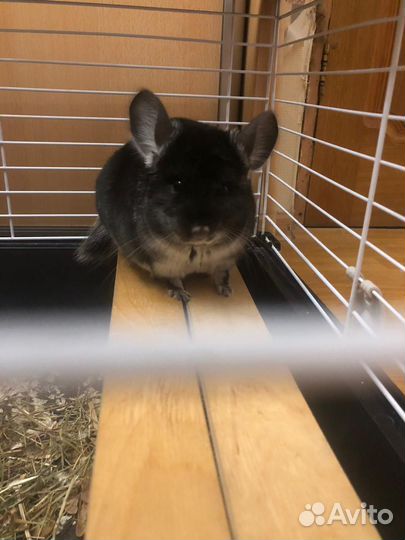 Шиншилла чёрный бархат