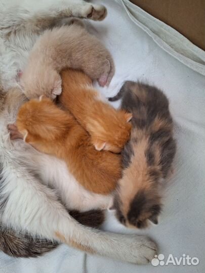 Котята в добрые руки мальчики рыжие