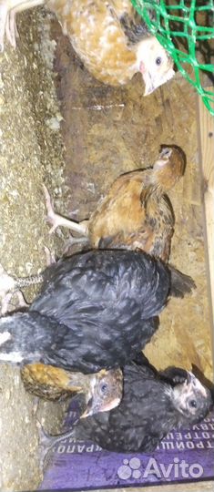 Цыплята Кобб 500,Гусята.Подростки.суточные