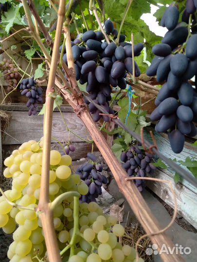 Черенки винограда