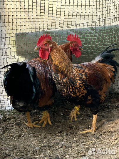 Петух кучинский юбилейный, окаймленный