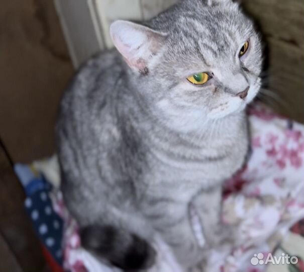 Кошка в дар смесь