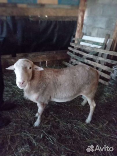 Баран Катумский