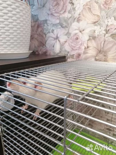 Декоративная крыса с клеткой