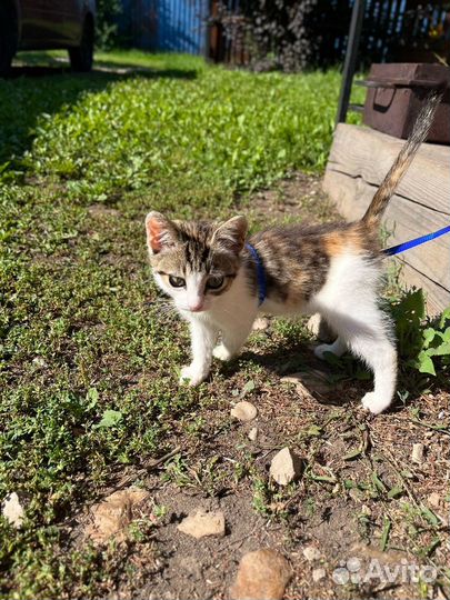 Трехцветный котенок