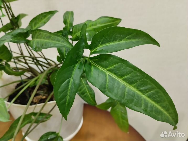 Комнатные растения