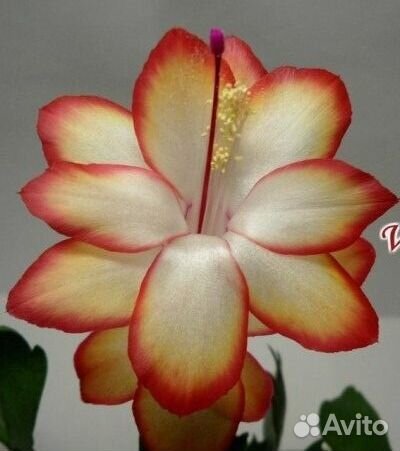 Редкие сорта декабристов (шлюмбергер)