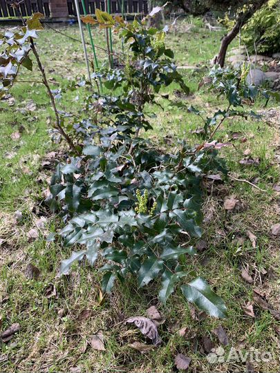 Магония падуболистная