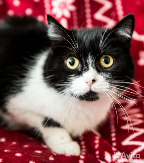 Большеглазая ласкушка ищет дом