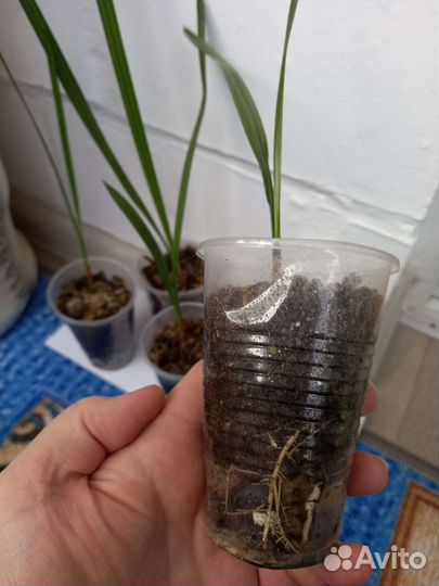 Финиковая пальма