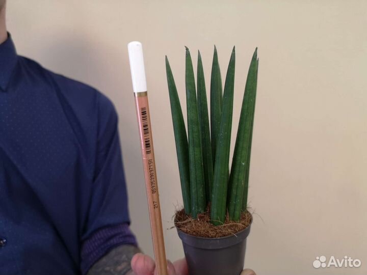 Сансевиерия цилиндрика Комнатные растения