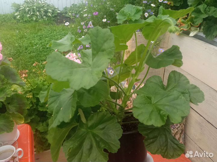 Царская невеста