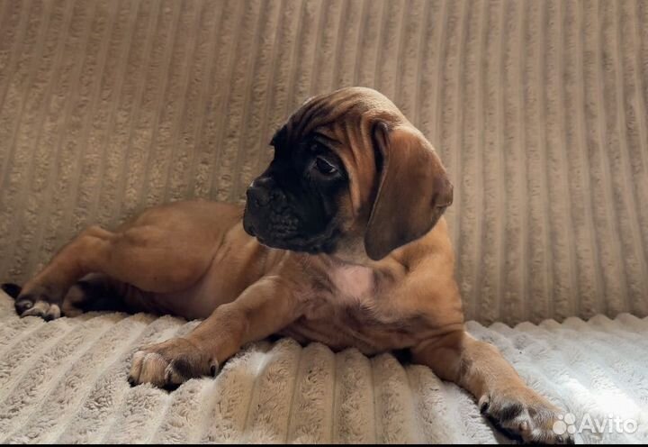 Щенки кане корсо