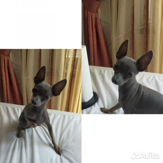 Той-терьер щенки мини