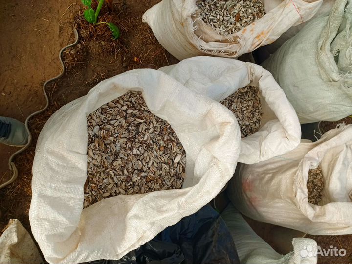 Ракушка кормовая