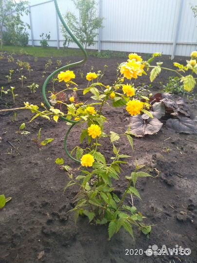 Кустарник керрия