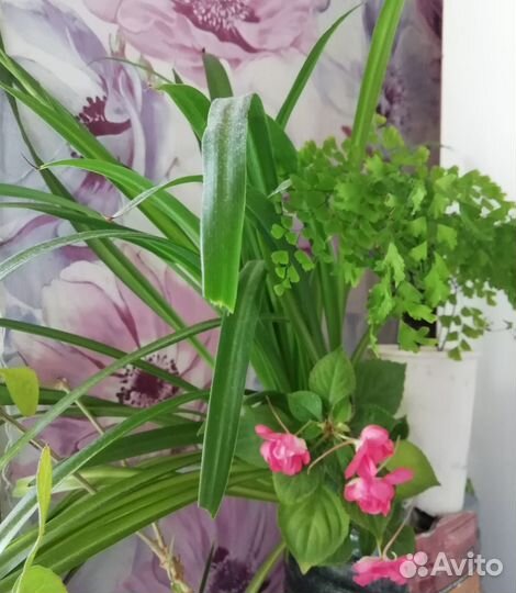 Адиантум, Бальзамин,Гибискус Купера,Лизимахия и др