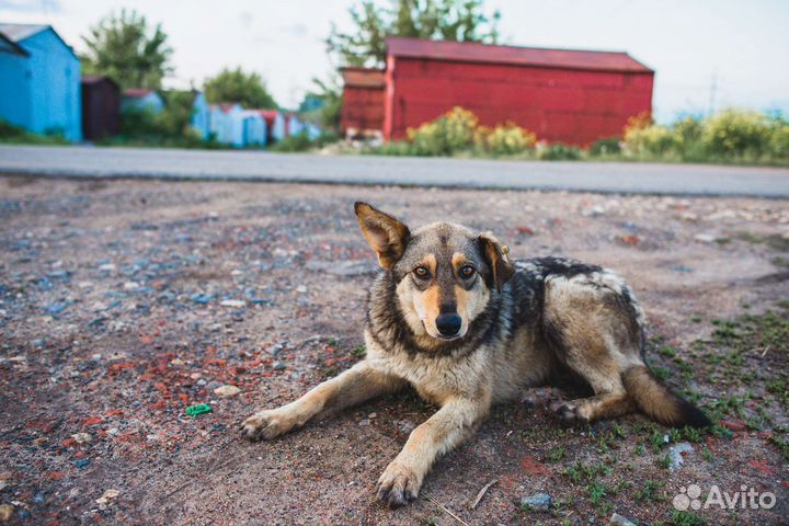 Собака в добрые руки