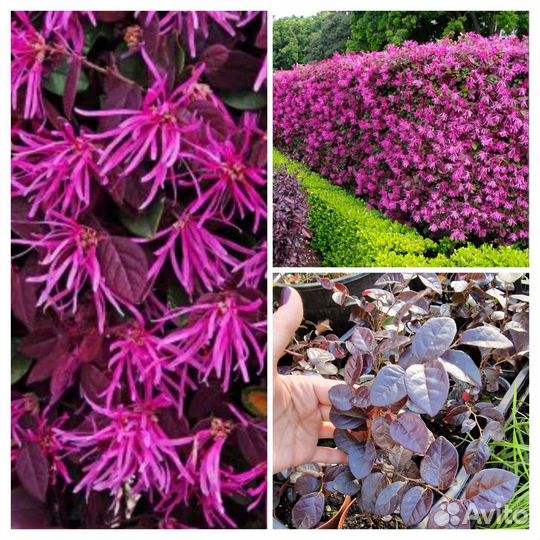 Лоропеталум, Ремнелепестник