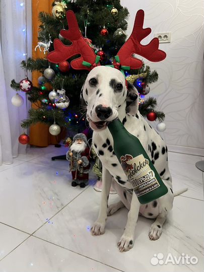 Собака долматин для фотосессии