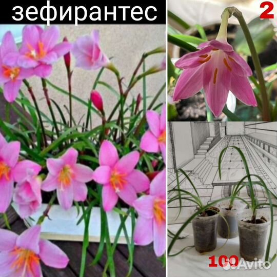 Комнатные цветы