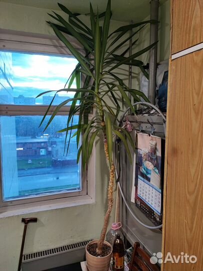 Пальма Юкка драцена взрослое растение 200см