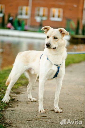 Фотосессия собак