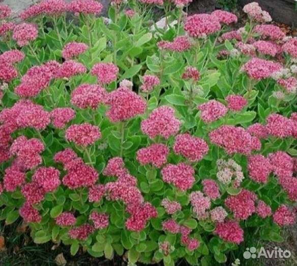 Седум, видный бриллиант