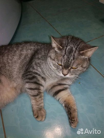 Британская кошка в добрые руки