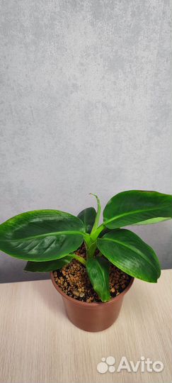 Банан комнатный
