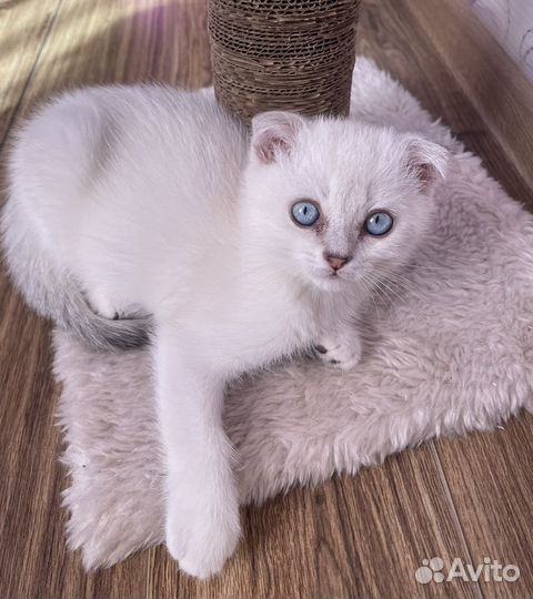 Шотландский котик