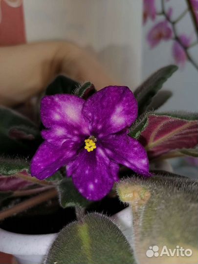 Фиалки продажа