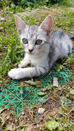 Кошечка от мамы-мышеловки