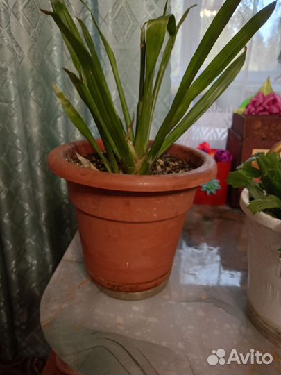 Комнатные цветы