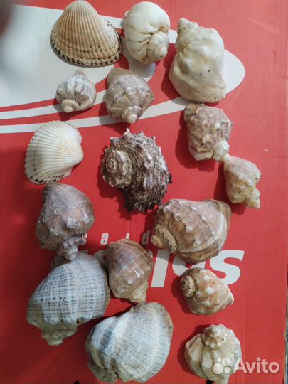 Морские ракушки