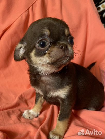 Маленькие шедеврики- красотки чихуахуа