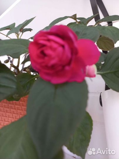 Бальзамин махровый