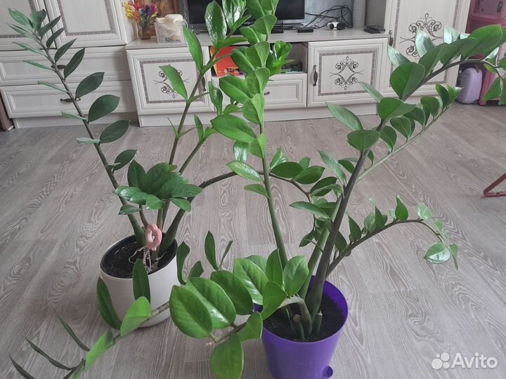 Замиокулькас долларовое дерево