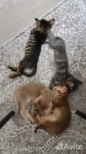 Котята метисы