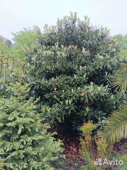 Саженцы мушмулы японской