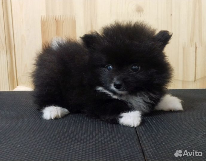 Щенки померанского шпица