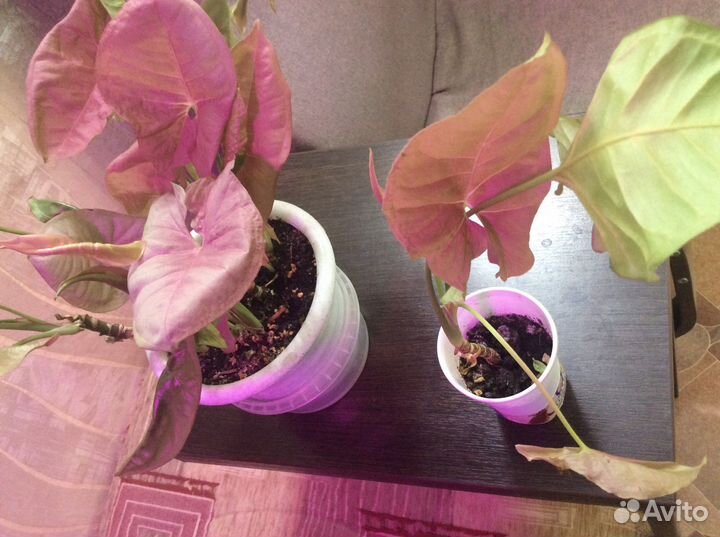 Комнатные цветы