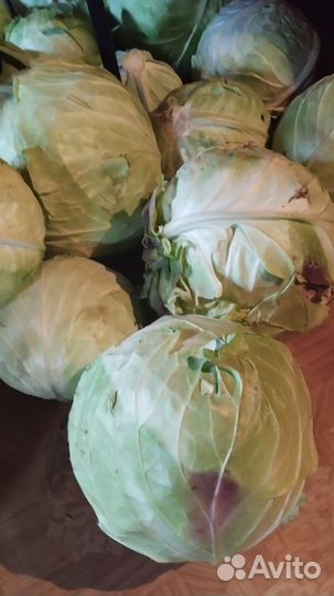 Продам жимолость