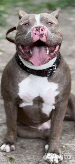 Американский булли XL