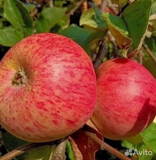 Саженцы яблони Штрифель