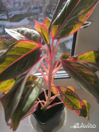 Аглаонема Сиам Аврора