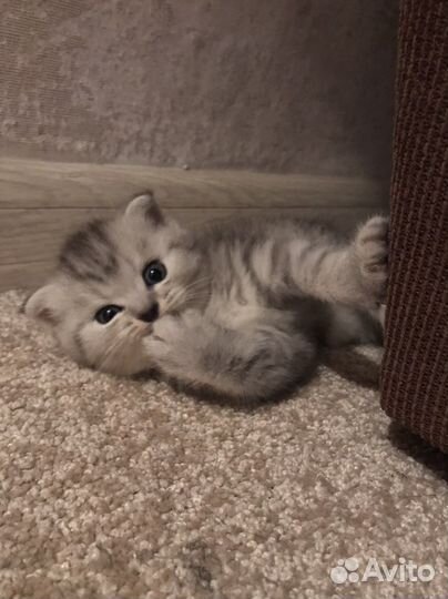 Шотландские котята