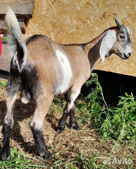 Козлик нубийский