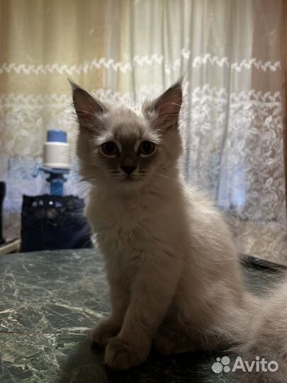 Невская маскарадная