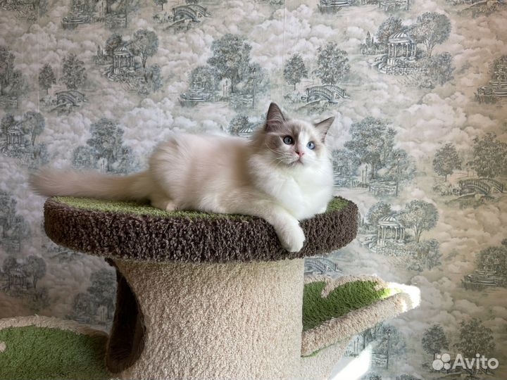 Другие породы